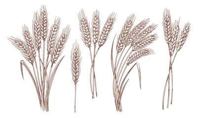Whole stalks wheat ears spikelets with grains. Design element for bakery or flour. Organic vegetarian farm food vector - obrazy, fototapety, plakaty