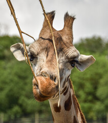 Obraz premium portrait of a giraffe