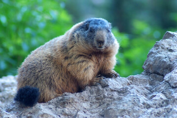 sentiero delle marmotte a pian de schiavaneis canazei dolomiti