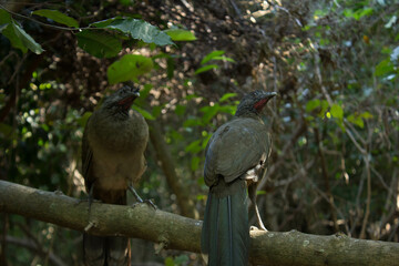 Imagen de un par de aves captadas en su habitad natural