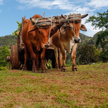 Bueyes en el campo, Cuba