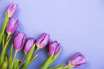Purple bouquet of flowers tulips background on veri peri background.