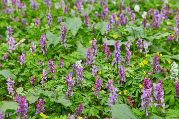Obraz premium Spring flowers In the forest.