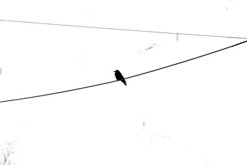 Eine Krähe sitzt einem Kabel im Winter.