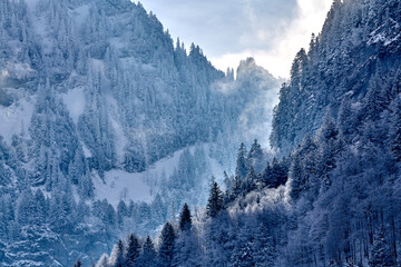 Schnee im Wald - Alpen im Winter