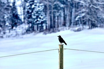 Eine Krähe sitzt auf einem Mast im Winter