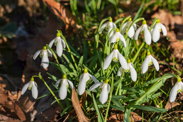 Blooming snowdrops as the first heralds of spring on a sunny day