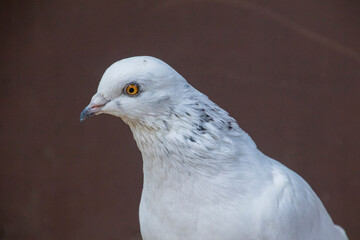 White pigeon sitting close up 