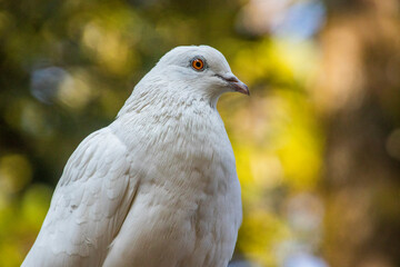 White pigeon sitting close up 