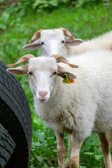 Two white sheep looks into the frame