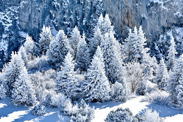 Vom Schnee bedeckte bäume  - Winter in den Alpen