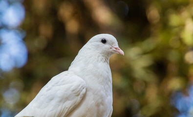 White pigeon sitting close up 