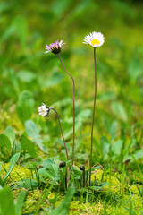 Wildflowers daisies on blurred green meadow background