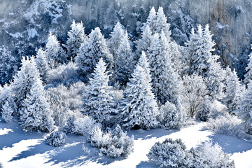 Schöne Landschaft im Winter. Verschneiter Wald