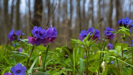 pink, blue unspotted lungwort inflorescence, pagan ritual herb, seasonal dry snowdrop flower in meadow, blurred tree trunks in blur background, spring awakening and nature revival ecotourism concept