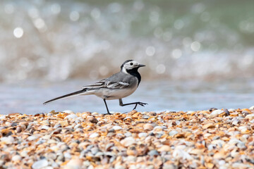 white wagtail Motacilla alba walking on beach