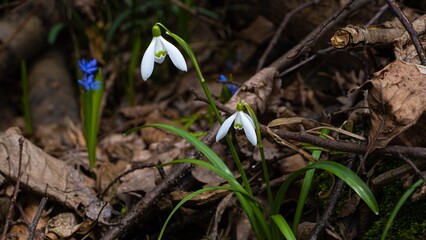 common snowdrop bloom in fallen tree log, trunk and twigs, fallen leaves litter, full blossom macro, seasonal pagan nature awakening concept, blurred background header, no access wildlife ecotourism