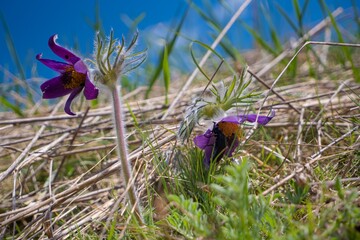 violet flower of common pasqueflower eaten by parasite bugs, funny hairy plant grow in old dry grass field, spring symbol tender inflorescence, deep blue sky, wild nature concept, blurred background