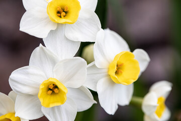 Beautiful white daffodils in a spring garden. Springtime blooming narcissus flowers. Selective focus.