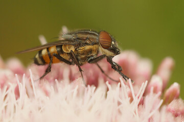 Closeup on the locust blowfly, Stomorhina lunata on a pink flower of Eupatorium cannabinum,