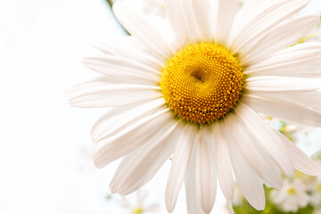 White daisy chamomile flower. Creative lifestyle, summer, spring concept. Copy space, flat lay, top view.