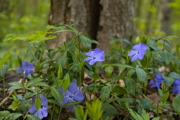 common periwinkle subshrub blue flower, blur forest tree background, feeling wildlife and nature...