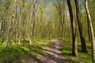 Obraz premium forest thickets dirt road, truck and bicycle tyre tracks, popular mountain bike sport route, spring flower vegetation, tree trunk light shadow rhythm texture, human impact seasonal active rest concept