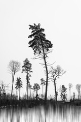 A tall pine tree in a gloomy forest on a white background with black ink effect and motion blur.