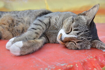cat sleeping