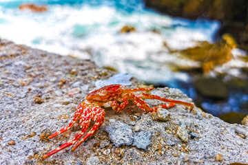 Dead red crab crabs on cliffs rocks Puerto Escondido Mexico.