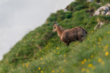black-brown wild mountain goat chamois rupicarpa rupicarpa in a green meadow with yellow flowers in...