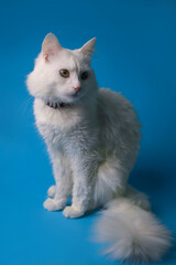 Fototapeta na wymiar on a blue background sits a white fluffy pet cat with green eyes and a pink nose in a black collar. for splash screens, labels, flyers, store banners, pet store advertisements