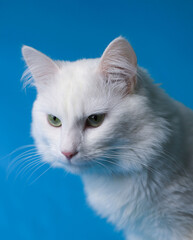 on a blue background sits a white fluffy pet cat with green eyes and a pink nose in a black collar. for splash screens, labels, flyers, store banners, pet store advertisements