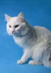 on a blue background sits a white fluffy pet cat with green eyes and a pink nose in a black collar. for splash screens, labels, flyers, store banners, pet store advertisements