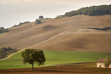 Obraz premium Plowed fields in Tuscany, Italy. Autumn in October. 