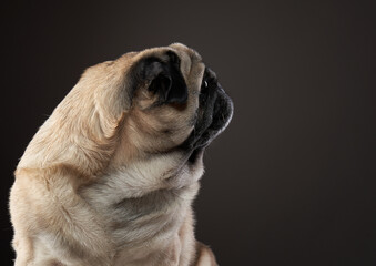 Happy dog. Funny pug on a gray background in the studio. pet indoor