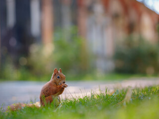 Cute squirrel in a park in Munich, Germany summer travel to Europe. Wildlife in green park. Sciurus vulgaris.