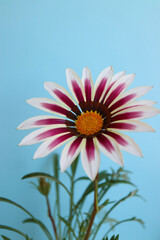 Gazania With White-Pink Petals