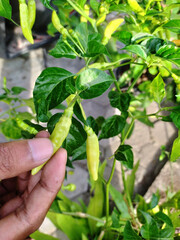 Fototapeta na wymiar Green hot chili pepper hanging on tree in a vegetable garden.