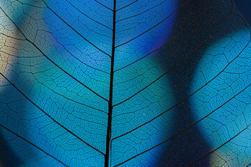 Fototapeta leaf texture, leaf background with veins and cells obraz
