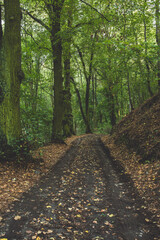 Forest Road. A road in the woods. Autumn. Forest