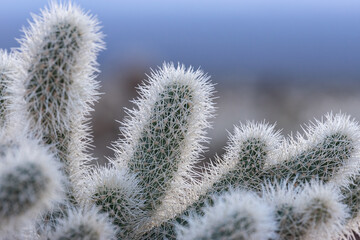 Cholla Cactus Garden Sunrise, Joshua Tree National Park, Joshua Tree, California