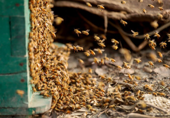 Bee hive or bee nest where honey is harvested