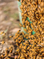 Bee hive or bee nest where honey is harvested