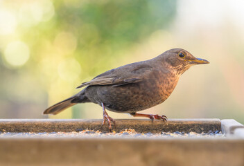 female blackbird perched on a garden bird table