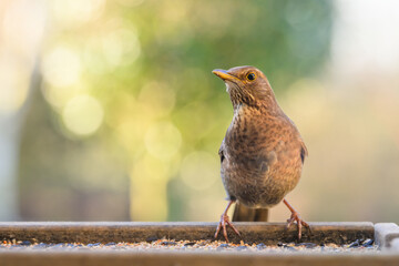 female blackbird perched on a garden bird table