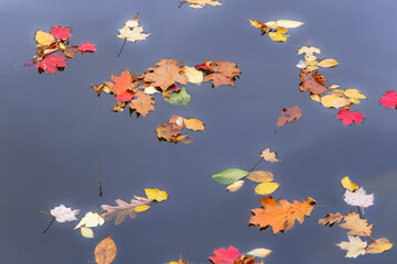 Colorful autumn leaves that have fallen into the water.