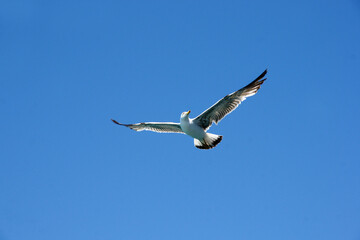 İstanbul seagulls