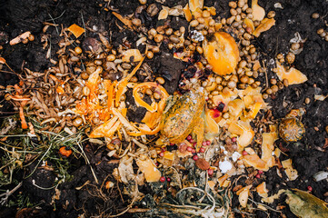 Rotten, discarded vegetables, fruits lie on the ground in a garbage pit. Closeup photography,...