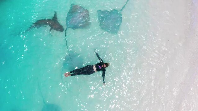 A woman swims with stingrays and sharks in the turquoise water of the sea on a white sand beach on the island of Fulidhoo in the Maldives. Aerial top view